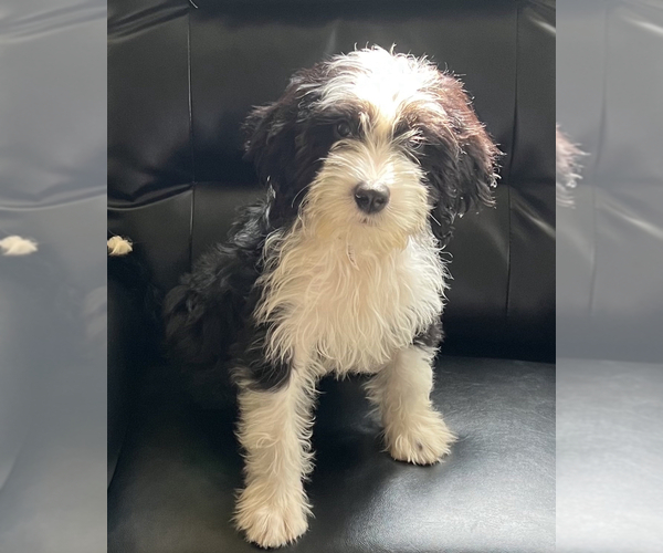 Medium Photo #1 Bernedoodle (Miniature) Puppy For Sale in CLIFTON PARK, NY, USA