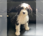 Small Photo #1 Bernedoodle (Miniature) Puppy For Sale in CLIFTON PARK, NY, USA