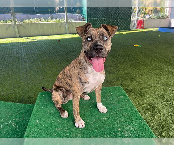 Medium Photo #2 Dutch Shepherd -Unknown Mix Puppy For Sale in Pasadena, CA, USA