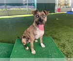 Small #1 Dutch Shepherd  Mix