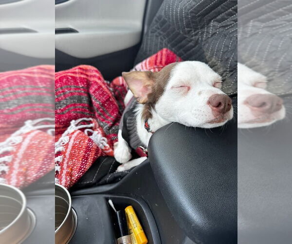 Medium Photo #9 Rat-Cha Puppy For Sale in Grafton, WI, USA