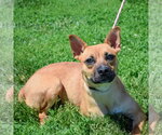 Small #2 Australian Kelpie Mix
