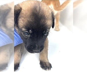A661733 - Female Labrador Retriever-Unknown Mix Dog for Adoption - Photo #2