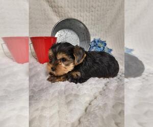 Yorkshire Terrier Puppy for sale in FAIRMONT, NC, USA