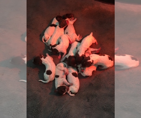 Medium Photo #1 German Shorthaired Pointer Puppy For Sale in BOLTON, CT, USA