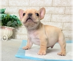 Small Photo #11 French Bulldog Puppy For Sale in SAN FRANCISCO, CA, USA