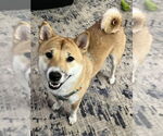 Small Shiba Inu