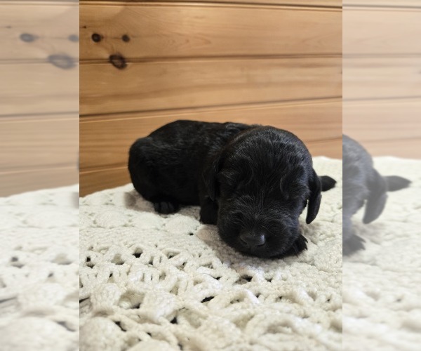 Medium Photo #1 Labradoodle Puppy For Sale in WILLIAMSTOWN, KY, USA