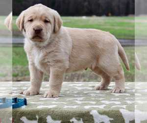 Labrador Retriever Puppy for sale in SUFFOLK, VA, USA