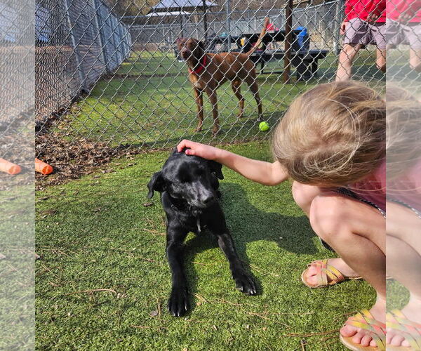 Medium Photo #4 Labrador Retriever-Unknown Mix Puppy For Sale in Rockaway, NJ, USA
