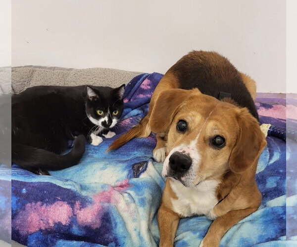 Medium Photo #29 Beagle-Unknown Mix Puppy For Sale in Germantown, OH, USA