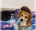 Small #28 Beagle Mix