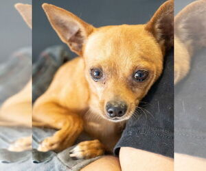 McIntosh Red #5058 - Male Chipin Dog for Adoption - Photo #4