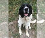 Small #3 Saint Bernard Mix