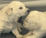 Small #4 English Cream Golden Retriever