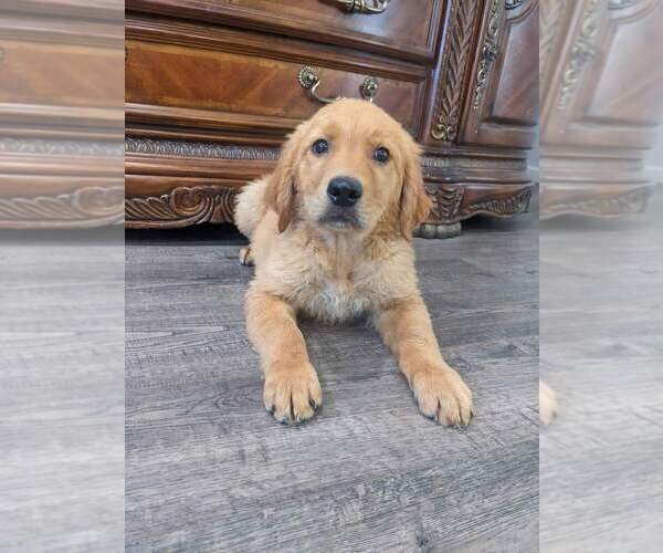 Medium Photo #22 Golden Retriever Puppy For Sale in CITRUS HEIGHTS, CA, USA