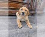 Small #21 Golden Retriever