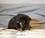 Small Photo #8 German Shepherd Dog-Siberian Husky Mix Puppy For Sale in LOS GATOS, CA, USA