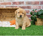 Small #14 Labrador Retriever