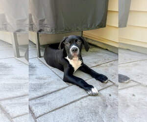 American Pit Bull Terrier-Unknown Mix Dogs for adoption in Rockaway, NJ, USA
