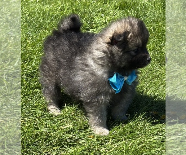 Medium Photo #12 Pomeranian Puppy For Sale in ROCK STREAM, NY, USA