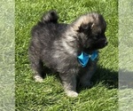 Small #11 Pomeranian