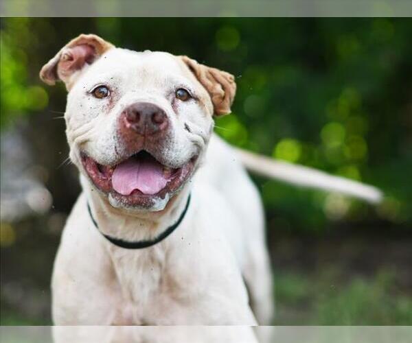 Medium Photo #1 American Pit Bull Terrier-Unknown Mix Puppy For Sale in Tavares, FL, USA