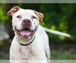 Small American Pit Bull Terrier Mix