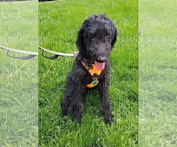 Medium Photo #7 Labradoodle Puppy For Sale in CHICAGO, IL, USA