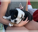 Small Photo #9 Bulldog Puppy For Sale in PEACHLAND, NC, USA