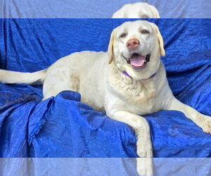 Lillie - Female Mutt Dog for Adoption - Photo #5