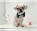 Small Photo #2 Peke-A-Poo Puppy For Sale in Benton, LA, USA