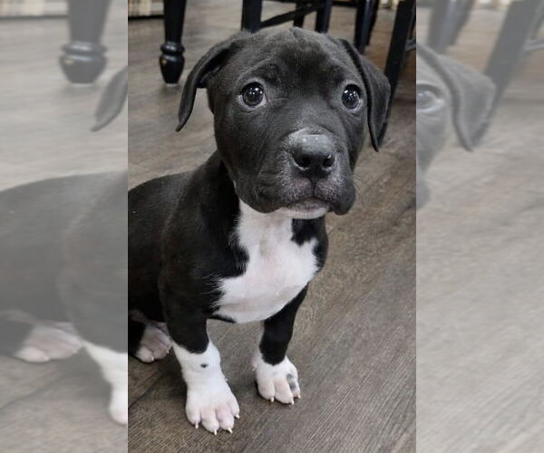 Medium Photo #2 Mutt Puppy For Sale in Clarkston, MI, USA