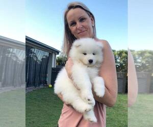 Samoyed Puppy for sale in TORRANCE, CA, USA