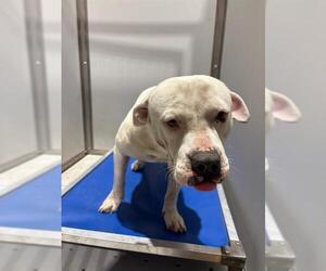 American Staffordshire Terrier Dogs for adoption in San Antonio, TX, USA