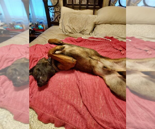 Medium Photo #4 Dutch Shepherd -Unknown Mix Puppy For Sale in Imlay City, MI, USA