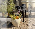 Small #3 American Pit Bull Terrier-Labrador Retriever Mix