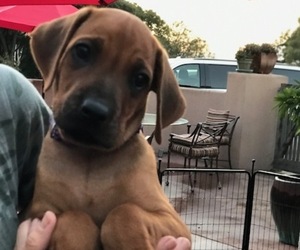 Rhodesian Ridgeback Puppy for sale in SANTA BARBARA, CA, USA