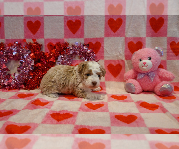 Medium Photo #3 Havapoo Puppy For Sale in GUTHRIE, KY, USA