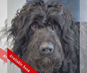 Poodle (Standard)-Unknown Mix Dogs for adoption in Huntley, IL, USA