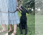 Small #3 German Shepherd Dog