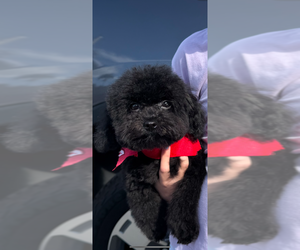 Poodle (Toy) Puppy for sale in CORAL SPRINGS, FL, USA