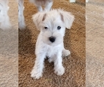 Small Photo #1 Schnauzer (Miniature) Puppy For Sale in HOLDEN, MO, USA