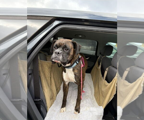 Medium Photo #3 Boxer Puppy For Sale in Austin, TX, USA