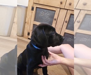 Labrador Retriever Puppy for sale in APPOMATTOX, VA, USA