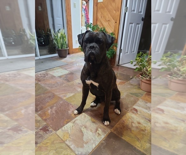 Medium Photo #1 Boxer Puppy For Sale in GLENWOOD, IN, USA