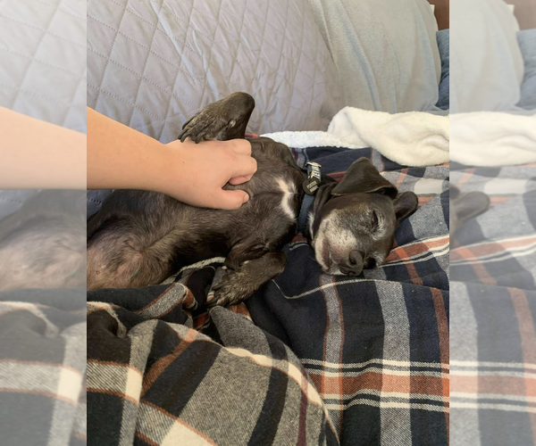 Medium Photo #7 Dachshund-Unknown Mix Puppy For Sale in Rockville, MD, USA