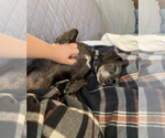 Small #6 Dachshund Mix