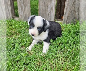 Miniature Australian Shepherd Puppy for sale in LEXINGTON, TX, USA