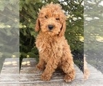 Small Photo #5 Cockapoo Puppy For Sale in MIDDLEBURY, IN, USA